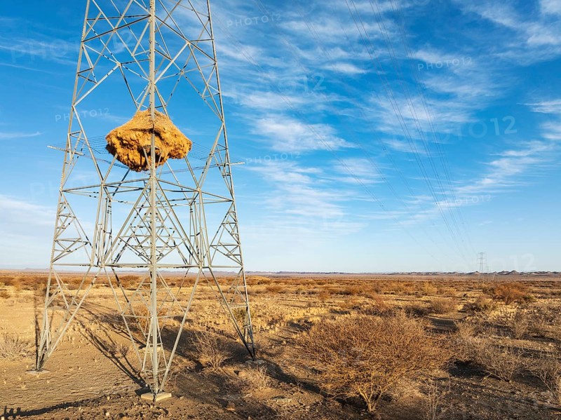 Huge nest of Sociable Weavers (Philetairus socius) built in an elecricity pylon. Low angle aerial view. Drone shot. Kalahari Desert, Namibia