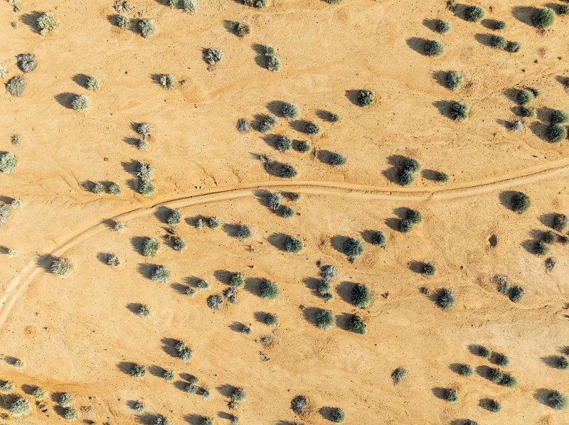 Euphorbia gregaria and desert track. Aerial view. Drone shot. Gondwana Canyon Park. Namibia