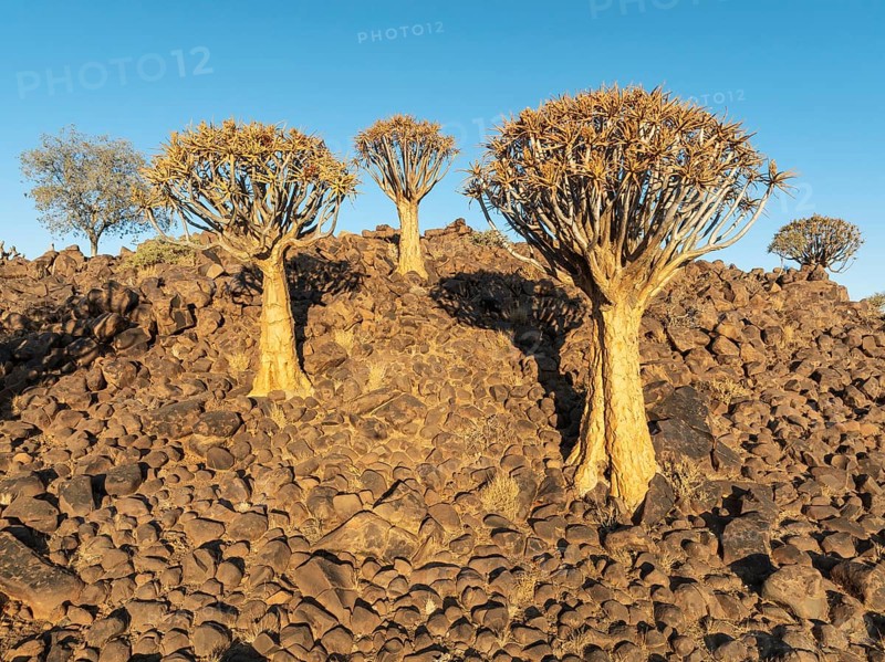 Quiver Tree (Aloidendron dichotomum). Low angle aerial view. Drone shot. Southern Namibia