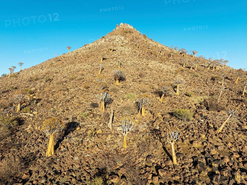 Quiver Tree (Aloidendron dichotomum). At the slope of a conical rock, a so-called Prince Albert formation. Low angle aerial view. Drone shot. Southern Namibia