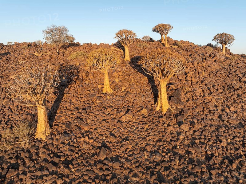 Quiver Tree (Aloidendron dichotomum). Aerial view. Drone shot. Southern Namibia
