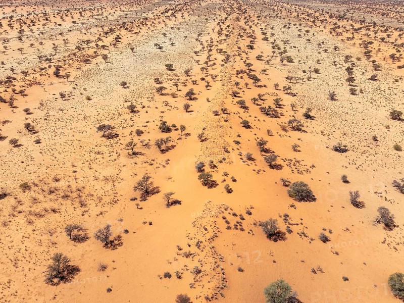 Linear sand dunes grown with camelthorn trees (Vachellia erioloba) in the Kalahari Desert. Aerial view. Drone shot. Namibia