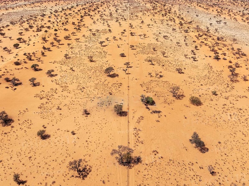 Linear sand dunes grown with camelthorn trees (Vachellia erioloba) in the Kalahari Desert. The fence in the middle separate two neighbouring farmlands. Aerial view. Drone shot. Namibia