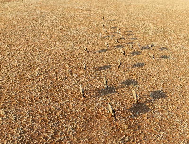 Gemsbok (Oryx gazella). Roaming an arid plain at the edge of the Namib Desert. Aerial view. Drone shot. Namibia