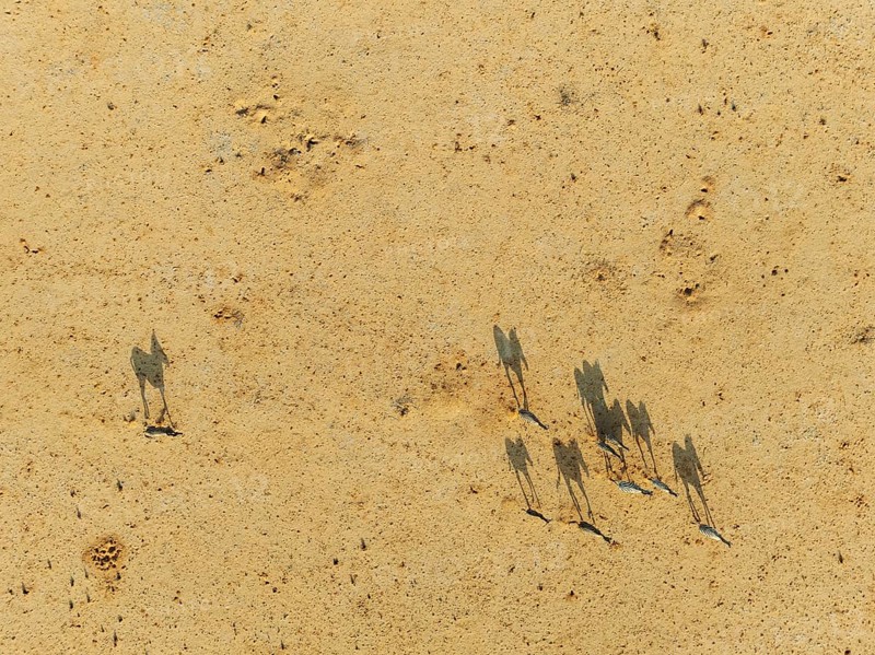 Hartmann's Mountain Zebra (Equus zebra hartmannae). Roaming an arid plain at the edge of the Namib Desert. Aerial view. Drone shot. Namibia
