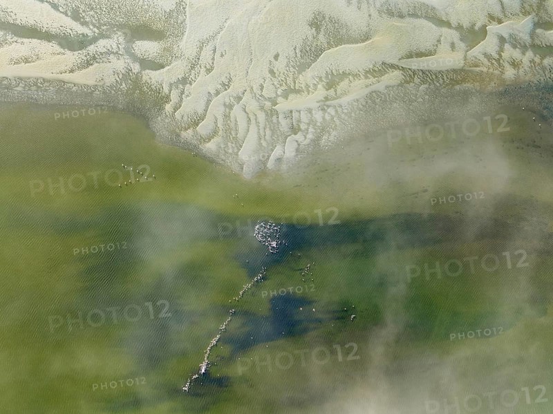 Low tide patterns, Greater Flamingos (Phoenicopterus ruber) and some coastal fog at the Walvis Bay Lagoon. Aerial view. Drone shot. Namibia