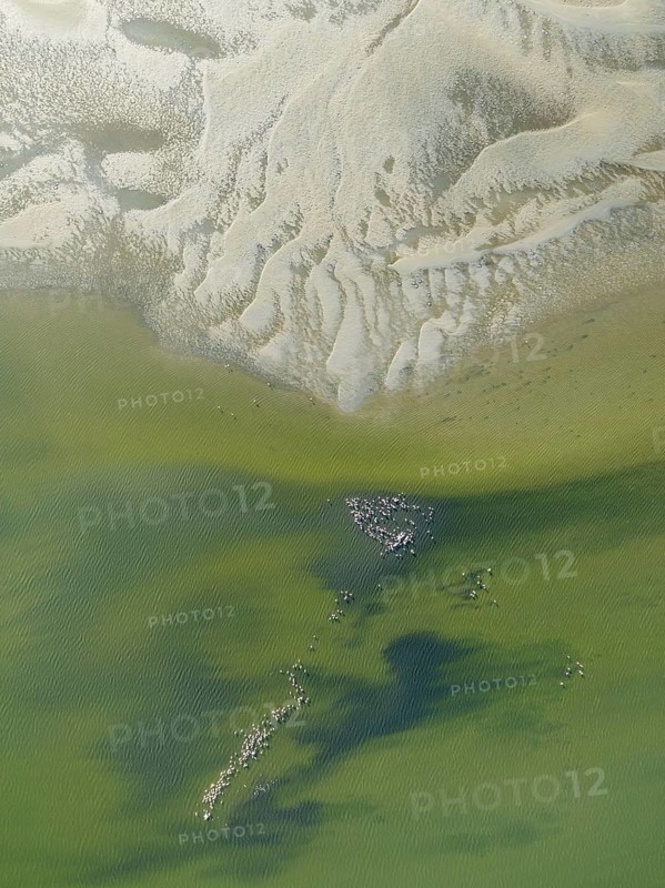 Low tide patterns and Greater Flamingos (Phoenicopterus ruber) at the Walvis Bay Lagoon. Aerial view. Drone shot. Namibia