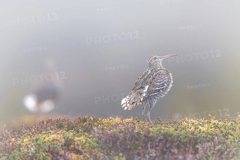 Great snipe (Gallinago media) male displaying at lek at dawn in early morning mist on tundra breeding ground in spring (June), Sweden, Scandinavia
