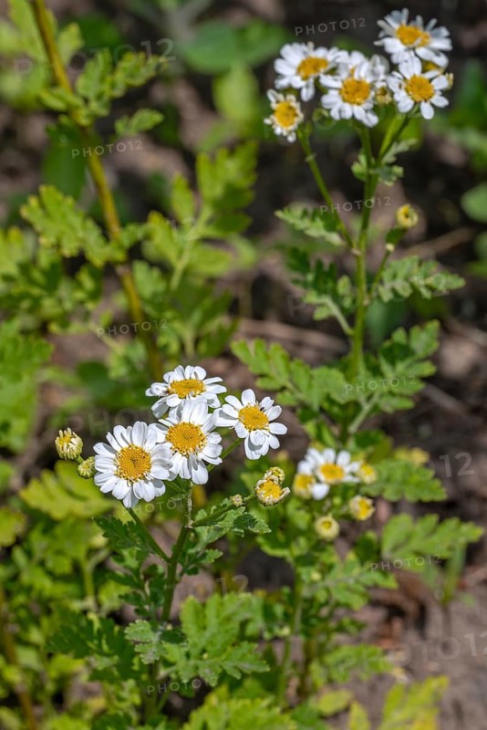 Feverfew (Tanacetum parthenium, Chrysanthemum parthenium) in flower in late spring, early summer