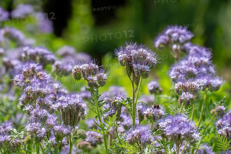 Lacy phacelia, tansy-leaf phacelia, blue tansy, purple tansy (Phacelia tanacetifolia), insectary bee plant in garden, native to the US and Mexico
