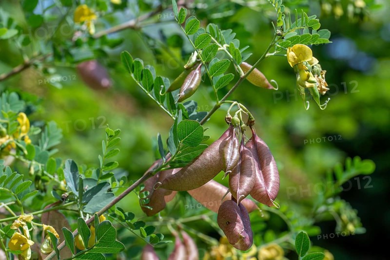 Bladder-senna (Colutea arborescens), leguminous shrub in flower with inflated bladdery pods, native to Europe and North Africa