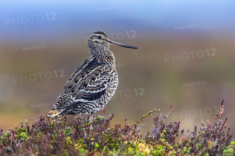 Great snipe (Gallinago media) male at lek on tundra breeding ground in spring (June), Sweden, Scandinavia