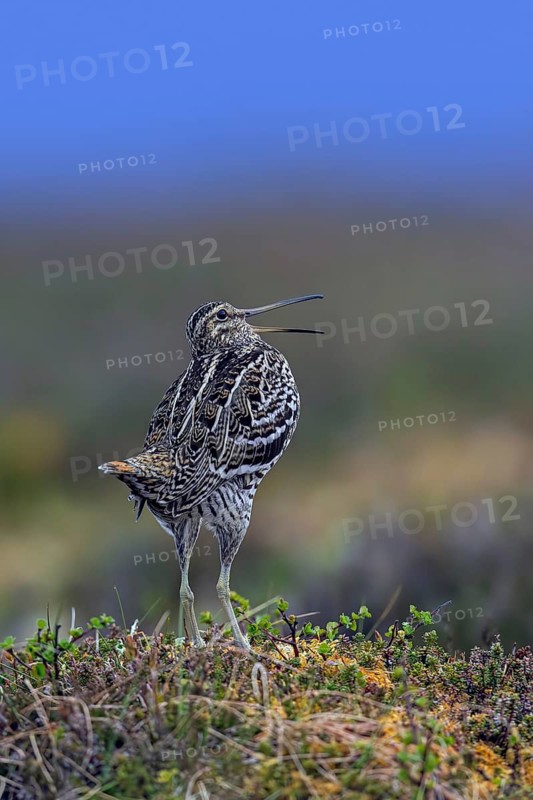 Great snipe (Gallinago media) male calling during courtship display at lek at dusk on tundra breeding ground in spring (June), Sweden, Scandinavia