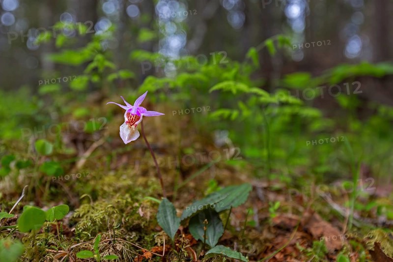 Calypso orchid, fairy slipper, Venus's slipper (Calypso bulbosa, Cypripedium bulbosum) in flower in forest, Sweden, Scandinavia