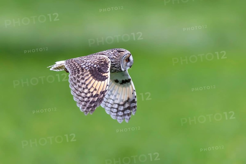 Long-eared owl (Asio otus) in flight over grassland at forest edge, hunting for rodents like mice and voles