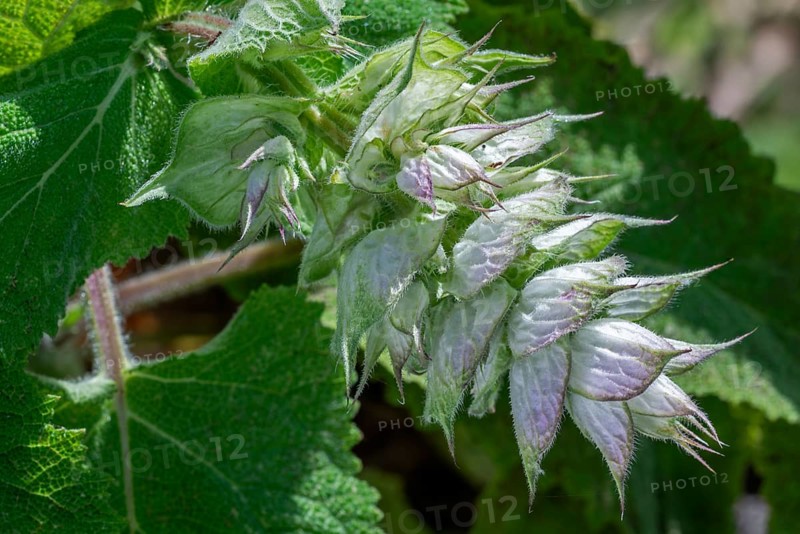 Clary sage (Salvia sclarea, Aethiopis sclarea), medicinal herb grown for its essential oil, native to the Mediterranean