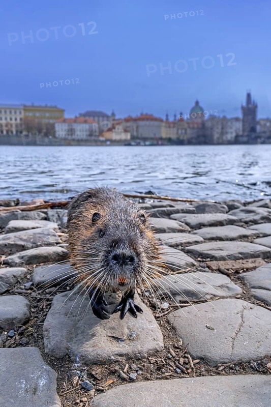 Coypu, nutria (Myocastor coypus) posing on quay along the Vltava river in the city Prague, Czech Republic
