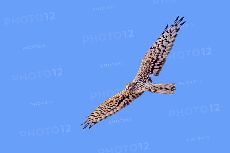 Montagu's harrier (Circus pygargus) adult female flying with damaged wing, tertials missing