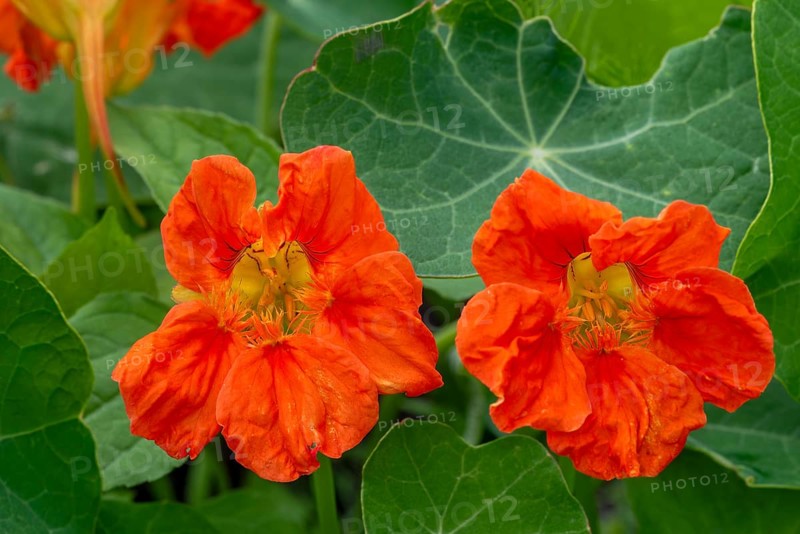 Garden nasturtium, Indian cress, monk's cress (Tropaeolum majus), edible flower in herb garden