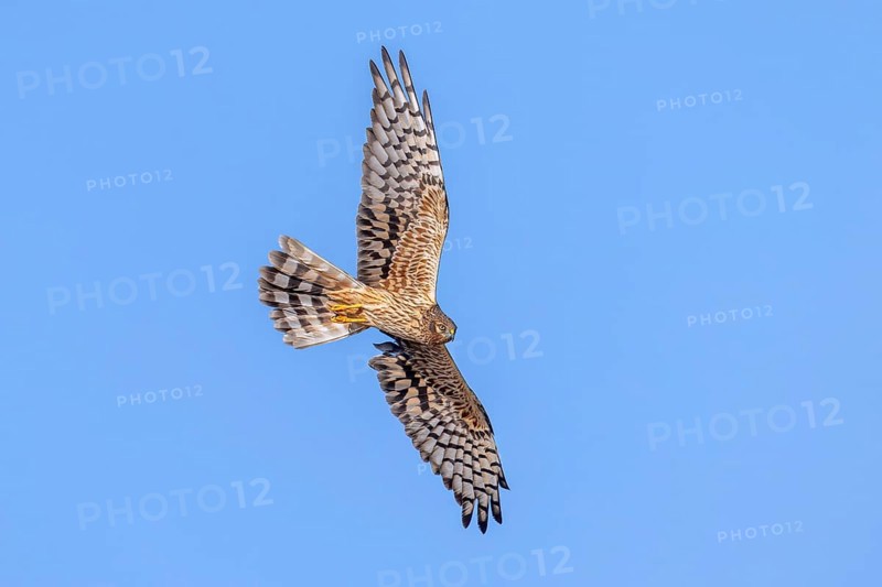 Montagu's harrier (Circus pygargus) adult female in flight against blue sky