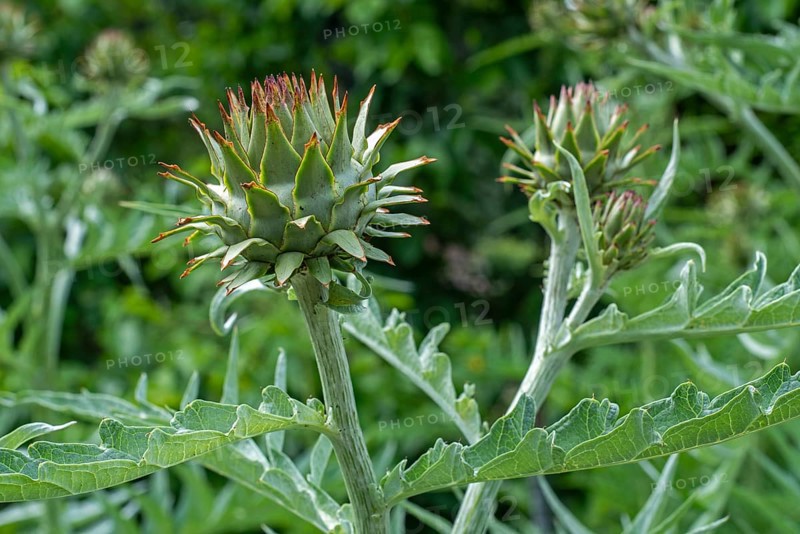 Cardoon, artichoke thistle (Cynara cardunculus, Carduus cardunculus) close-up of pseudanthium, flower heads in early summer
