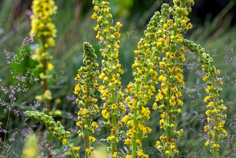 Black mullein, dark mullein (Verbascum nigrum) in flower
