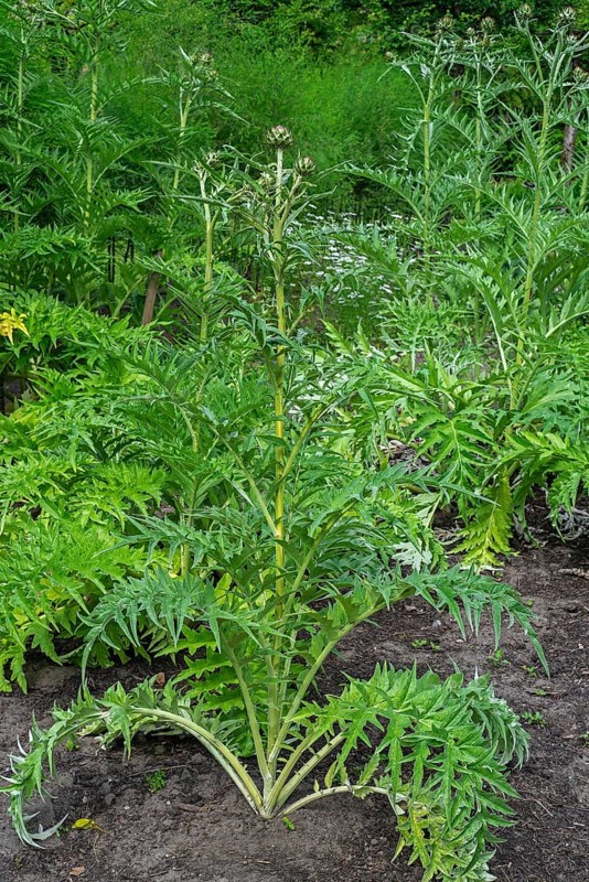 Cardoon, artichoke thistle (Cynara cardunculus, Carduus cardunculus) in herb garden in early summer