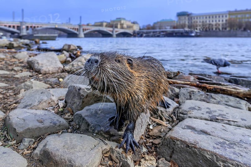 Coypu, nutria (Myocastor coypus) posing on waterfront along the Vltava river in the city Prague, Czech Republic