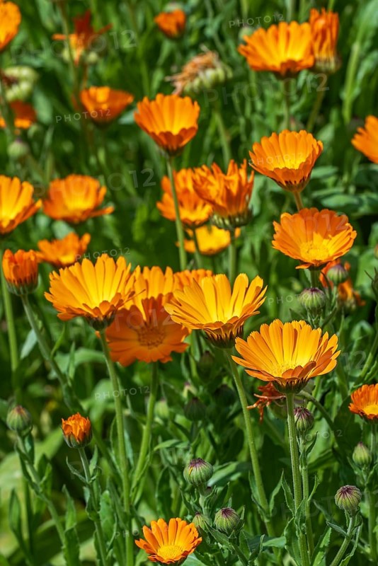 Mary's gold, common marigold, pot marigold, Scotch marigold, ruddles (Calendula officinalis, Calendula aurantiaca) in flower in garden