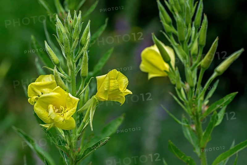Common evening-primrose, sundrop, German rampion, hog weed (Oenothera biennis, Brunyera biennis) in flower