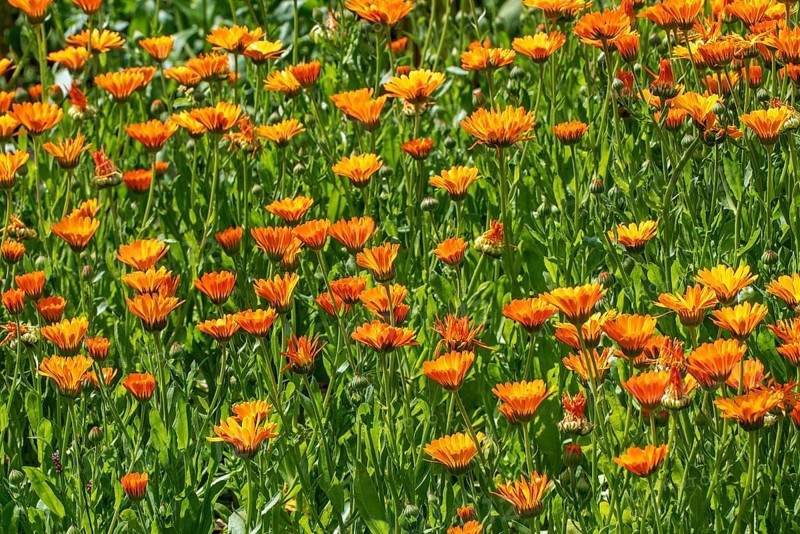 Mary's gold, common marigold, pot marigold, Scotch marigold, ruddles (Calendula officinalis, Calendula aurantiaca) in flower in garden