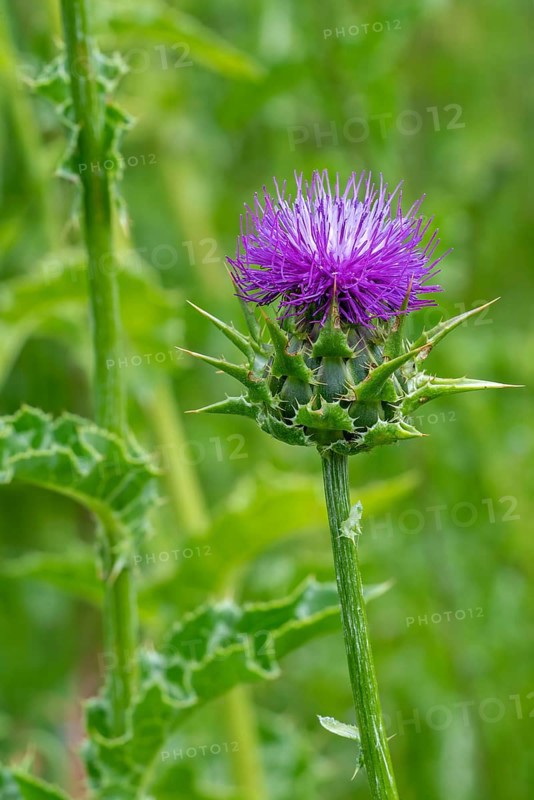 Milk thistle, blessed milkthistle, Marian thistle, Mary thistle (Silybum marianum, Carduus marianus) in flower