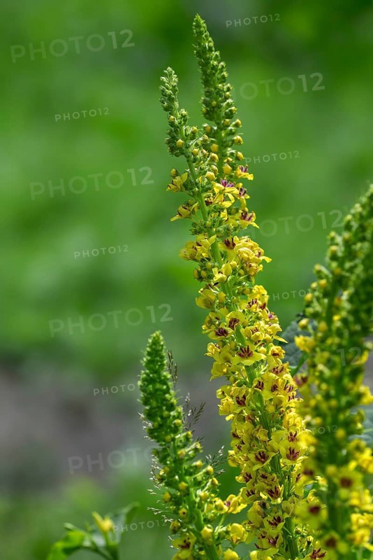 Black mullein, dark mullein (Verbascum nigrum) in flower