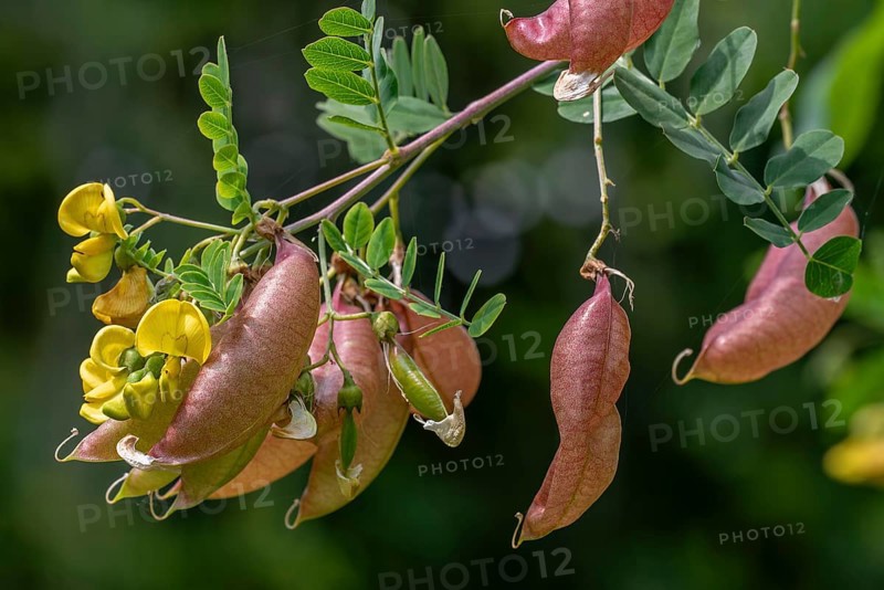 Bladder-senna (Colutea arborescens), leguminous shrub in flower with inflated bladdery pods, native to Europe and North Africa