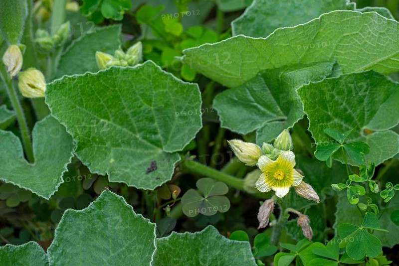 Squirting cucumber, noli me tangere, touch-me-not (Ecballium elaterium) close-up of flower and leaves in late spring, early summer
