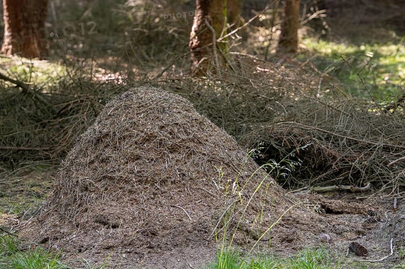 Anthill, nest of red wood ants (Formica rufa), large dome-shaped mound of twigs and conifer needles in coniferous forest in summer