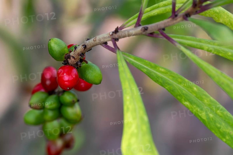 Mezereum, mezereon, February daphne, spurge laurel, spurge olive (Daphne mezereum) close-up of red and green drupes in early summer
