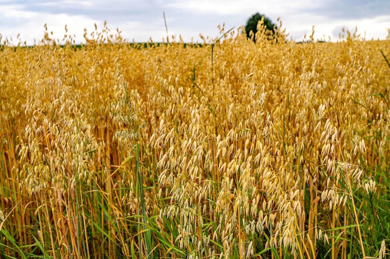 Agriculture, field with grain, oats, shortly in front of harvest, near Nettetal, on the Lower Rhine, North Rhine-Westphalia, Germany