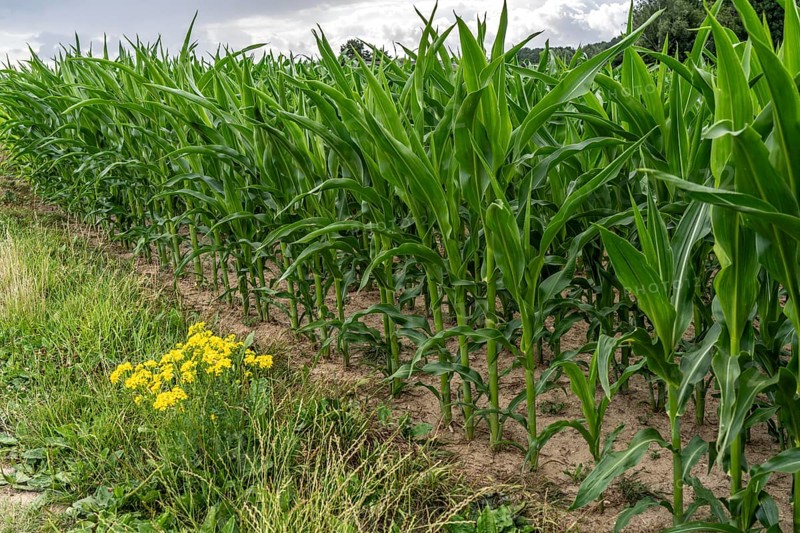Agriculture, field with maize, still growing, near Nettetal, on the Lower Rhine, North Rhine-Westphalia, Germany