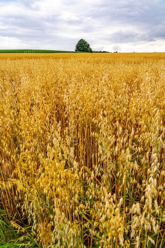 Agriculture, field with grain, oats, shortly in front of harvest, near Nettetal, on the Lower Rhine, North Rhine-Westphalia, Germany