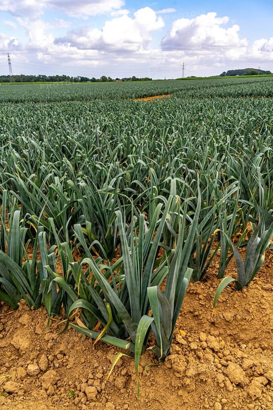 Agriculture, field with leeks, leek, shortly in front of harvest, near Nettetal, on the Lower Rhine, North Rhine-Westphalia, Germany