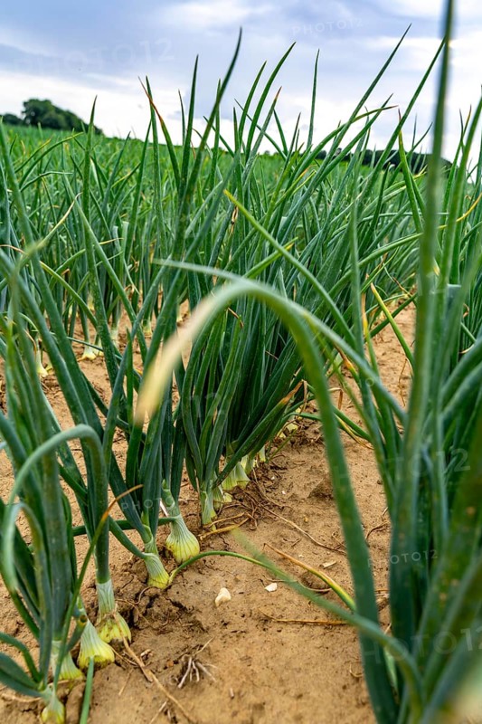 Agriculture, field with onions, shortly in front of harvest, near Nettetal, on the Lower Rhine, North Rhine-Westphalia, Germany