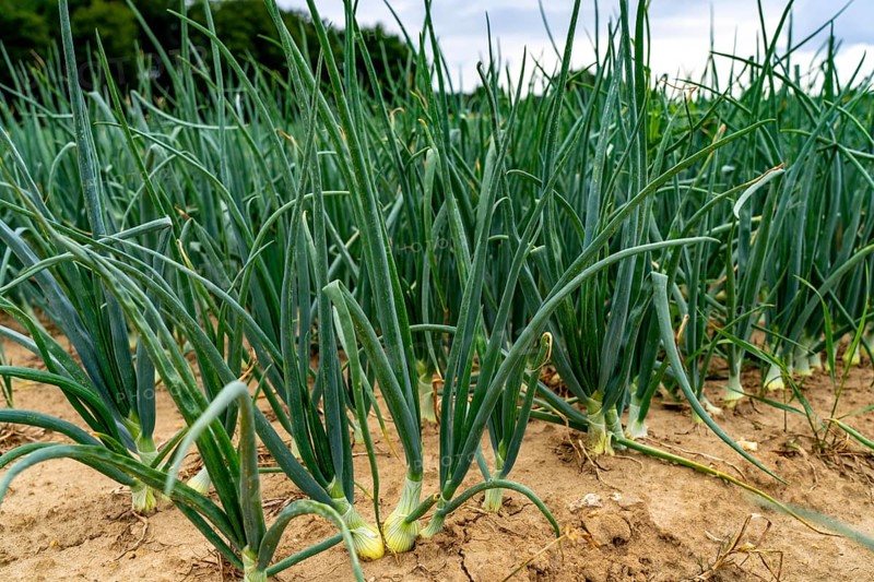 Agriculture, field with onions, shortly in front of harvest, near Nettetal, on the Lower Rhine, North Rhine-Westphalia, Germany