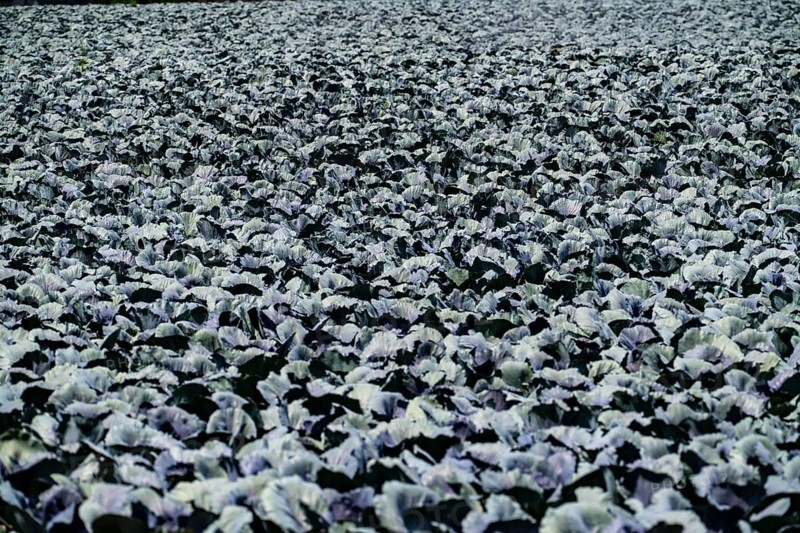 Agriculture, artificial irrigation of a field, irrigation system, cabbage cultivation, red cabbage, near Kempen on the Lower Rhine, North Rhine-Westphalia, Germany