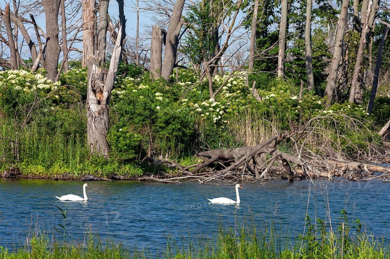 Detroit, Michigan - Mute swans (Cygnus olor) on Lake Okonoka on Belle Isle, a state park in the Detroit River