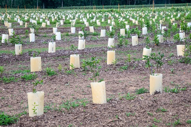 West Olive, Michigan - Plants in containers on a farm in west Michigan