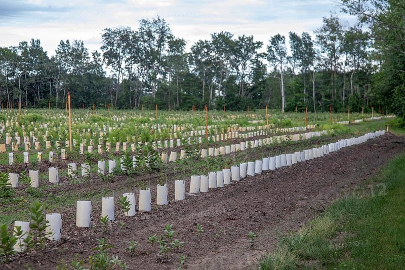 West Olive, Michigan - Plants in rows of containers on a farm in west Michigan. Irrigation sprinklers are on poles throughout the field