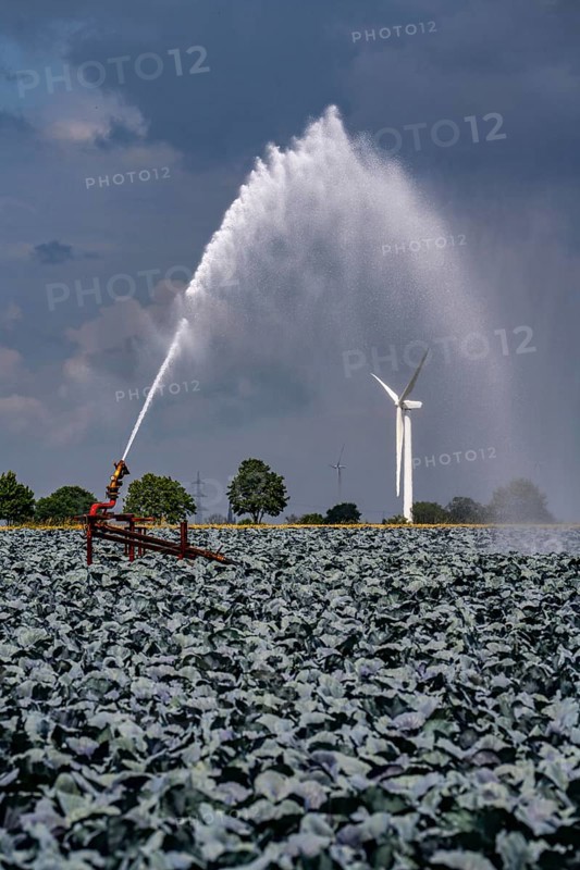 Agriculture, artificial irrigation of a field, irrigation system, cabbage cultivation, red cabbage, near Kempen on the Lower Rhine, North Rhine-Westphalia, Germany
