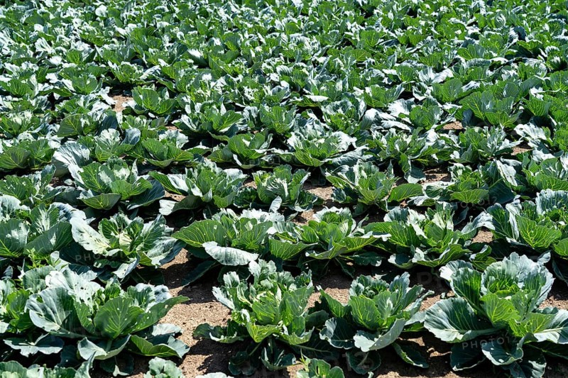 Agriculture, fields, cabbage cultivation, white cabbage, near Kempen on the Lower Rhine, North Rhine-Westphalia, Germany