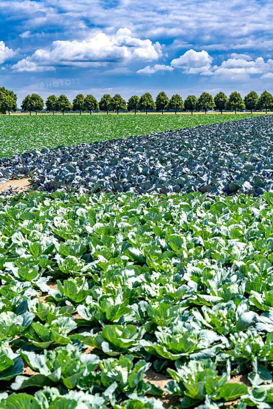 Agriculture, fields, cabbage cultivation, red cabbage and white cabbage, near Kempen on the Lower Rhine, North Rhine-Westphalia, Germany